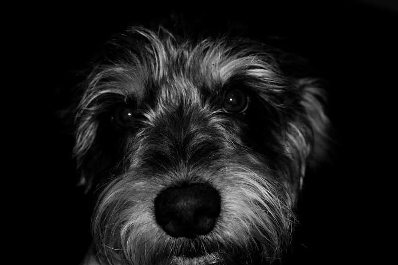 Low Key Fotografie - Anleitung zur Unterbelichtung 5 low key fotografie tiere hund