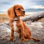 tierfotografie tipps