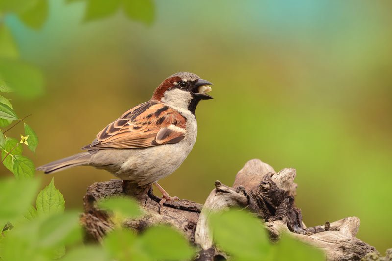 fotografieren natur tierfotografie