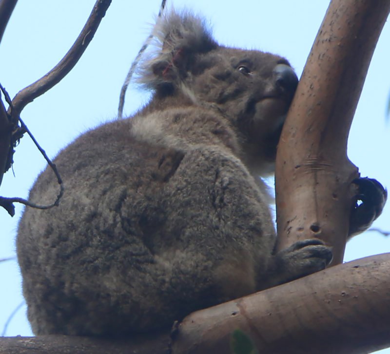 Chromatische Aberration Koala