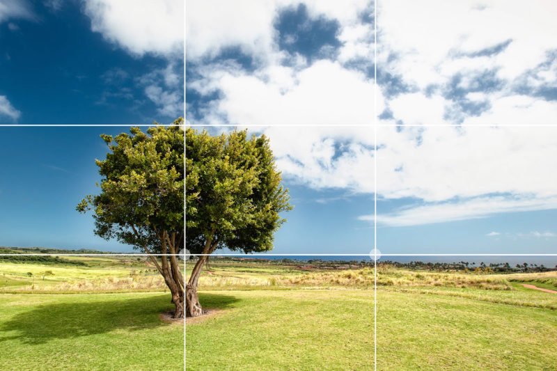 Baum auf Wiese Drittelregel Fotografie