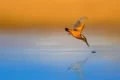 Belichtungszeit Fotografie Grundlagen fliegender Vogel
