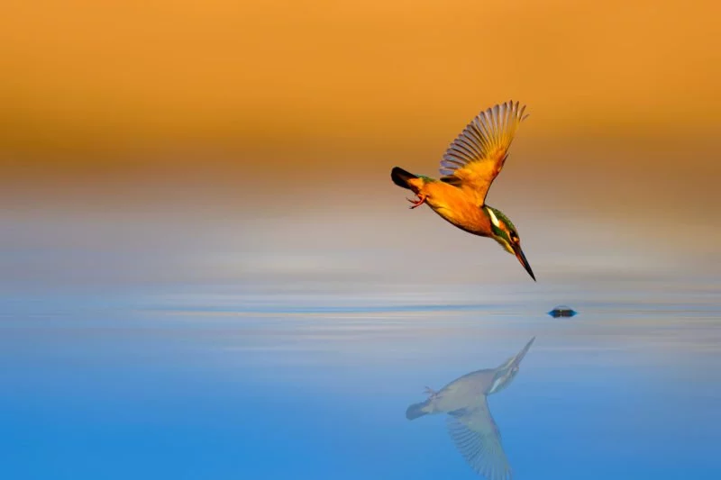 Belichtungszeit Eisvogel