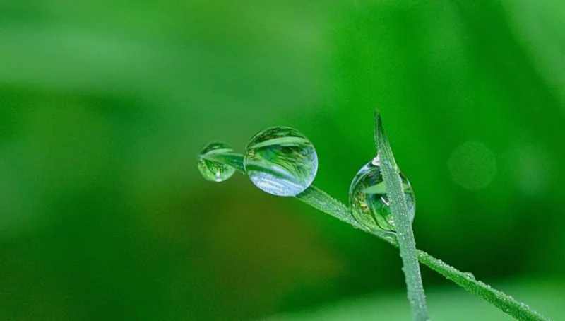 Minimalismus und Einfachheit in der Fotografie: Ein Blatt mit Wassertropfen