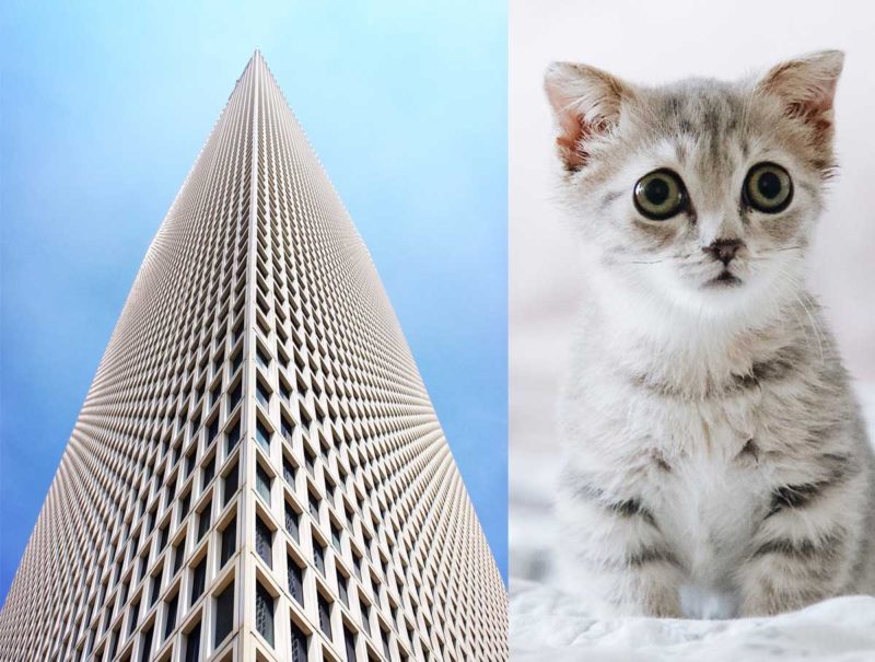 Bildkomposition Katze und Gebäude