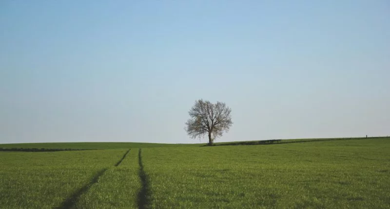 Führende Linien Feld