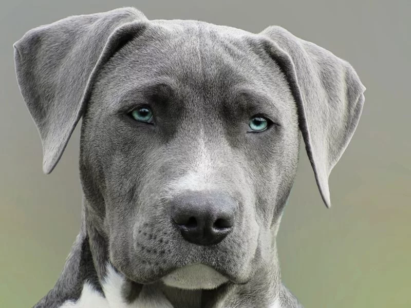 Hundefotografie Augen
