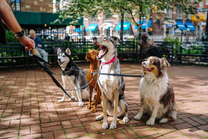 Hundefotografie Geduld