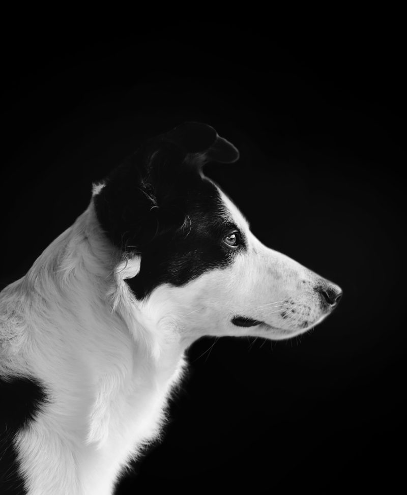 Hundefotografie Hund im Studio