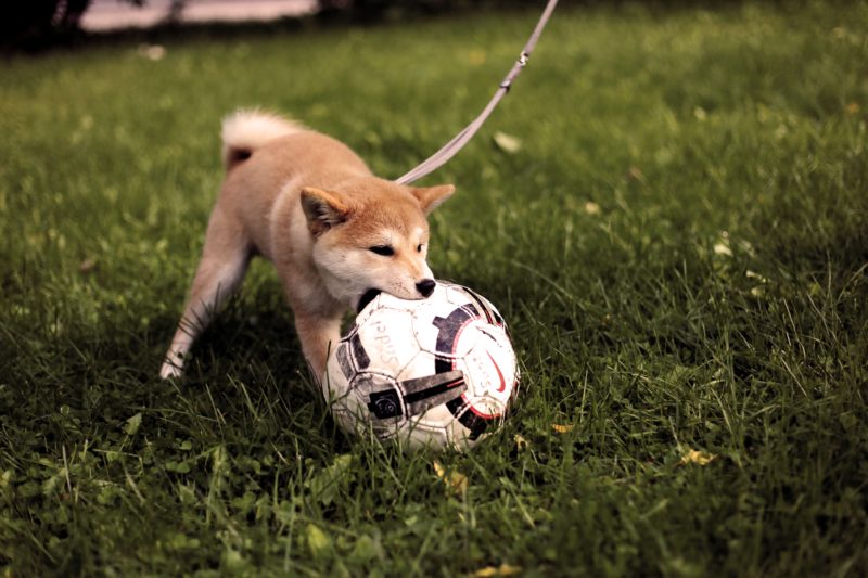 Hundefotografie Hund mit Ball