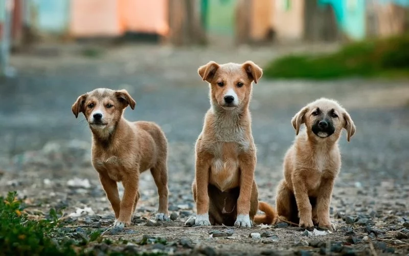 Hundefotografie Vertrauen