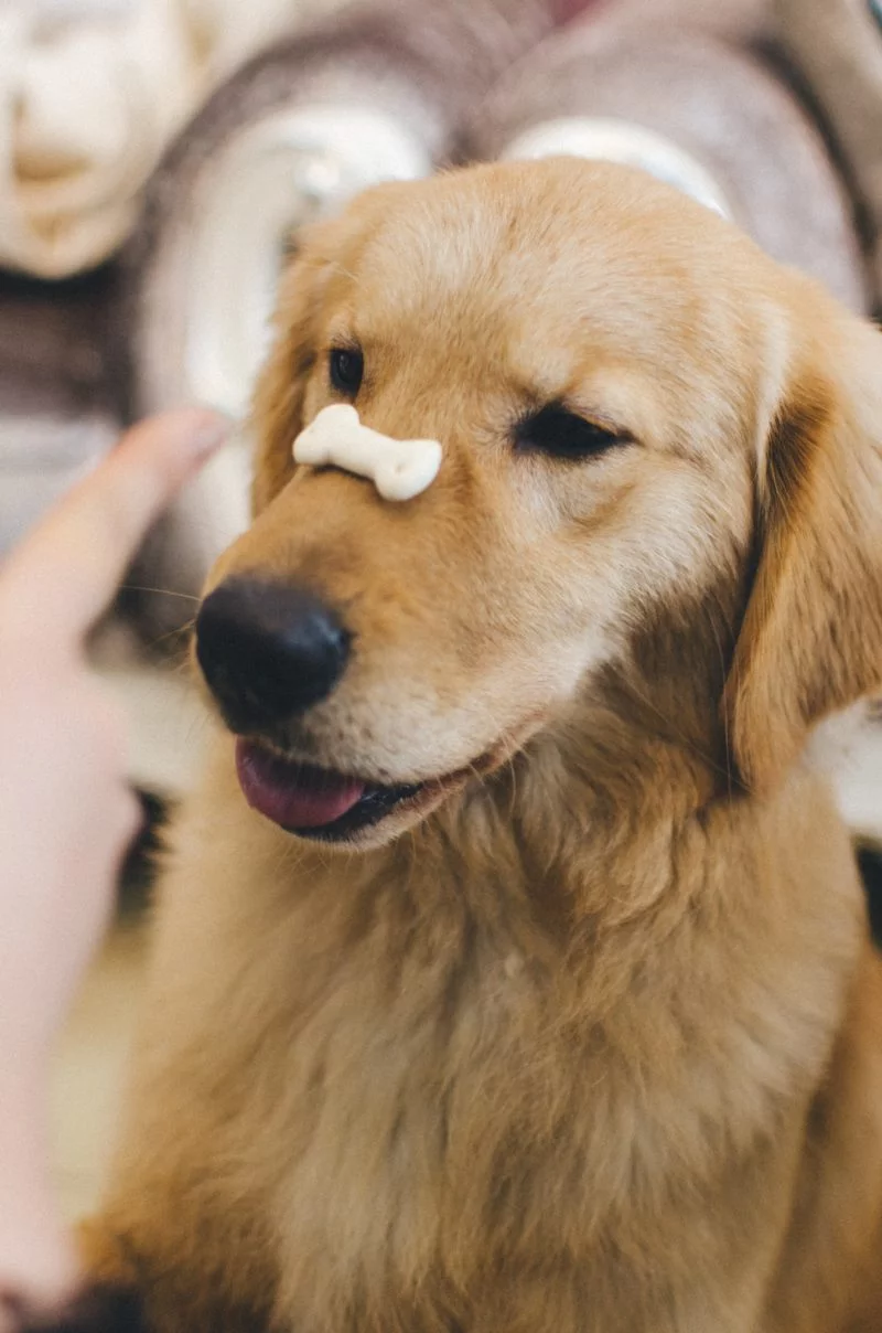 Hundefotografie Leckerlis