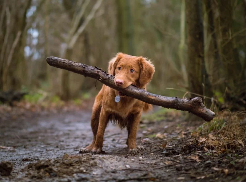 Hundefotografie Perspektive