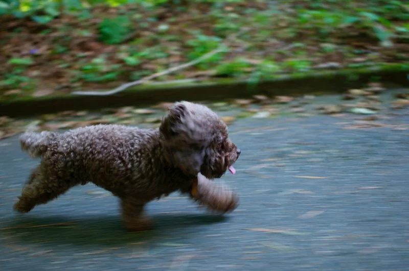 Hundefotografie Schwenkmethode
