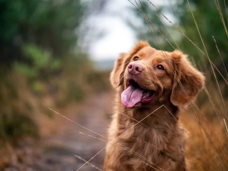 Hundefotografie Schärfentiefe