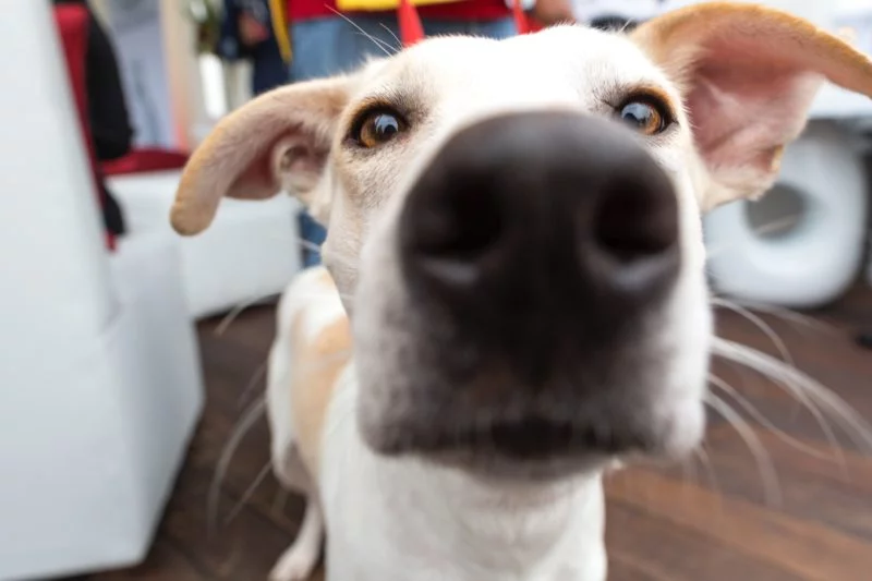 Hundefotografie Weitwinkel
