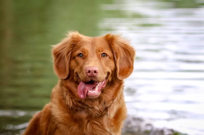 Hundefotografie lachender Hund