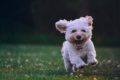 Hundefotografie rennender Hund