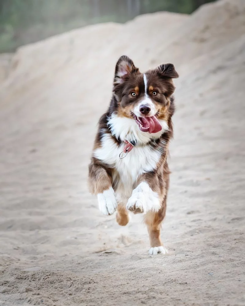 Hundefotografie Burst-Modus