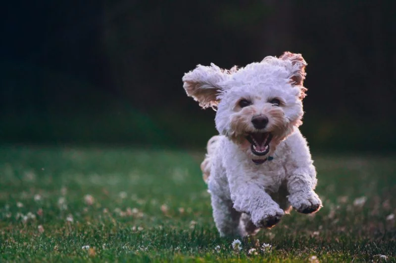 Hundefotografie rennender Hund