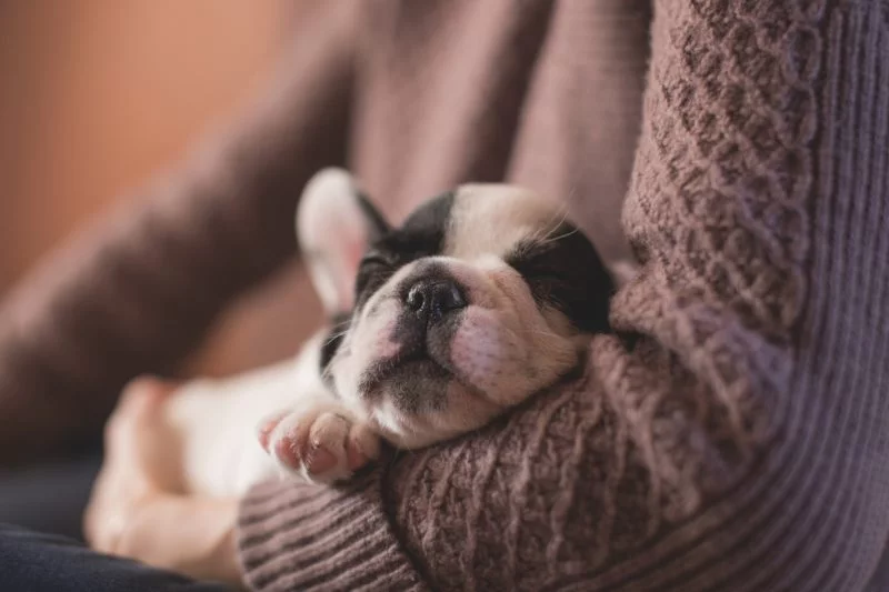 Hundefotografie schlafender Hund