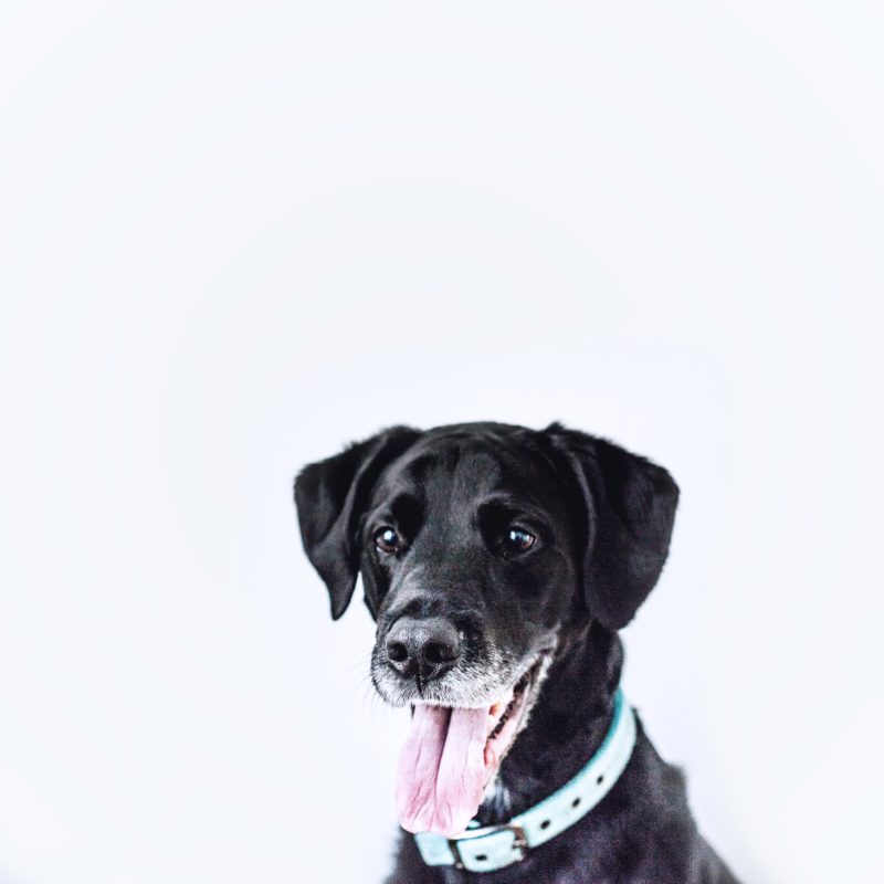 Hundefotografie schwarzer Hund