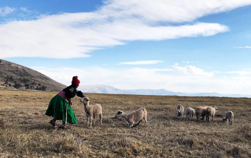 Frau mit Schafen in Peru