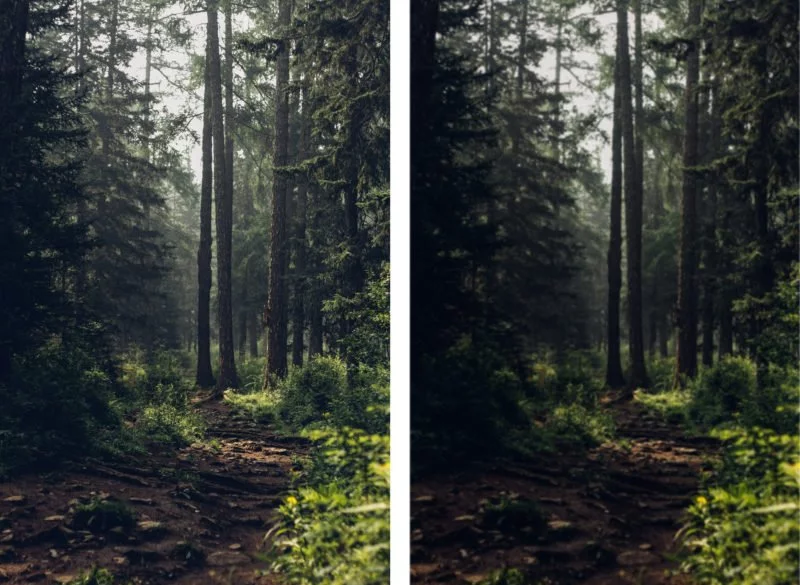 Minimalismus Fotografie Vergleich Wald