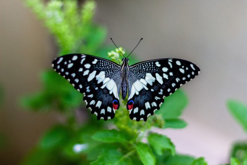 Balance Schmetterling