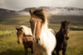 Pferdefotografie Ratgeber und Tipps