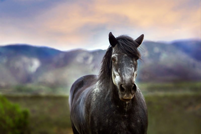 Pferdefotografie Unscharfer Hintergrund