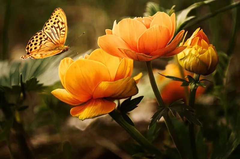 Fotografie Grundlagen Natur fotografieren