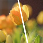 BIldrauschen-Blumen-Titel-bearbeitet.