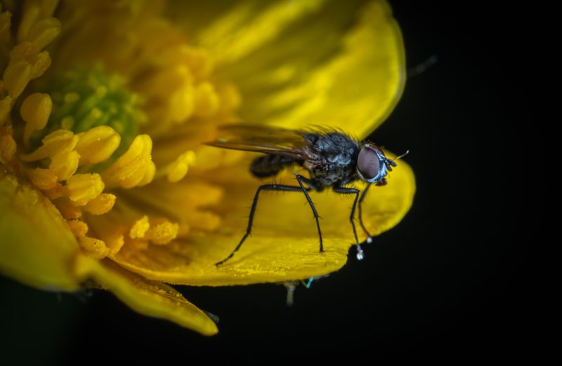Blumen fotografieren mit Insekten