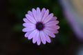 Blumen fotografieren - Lila Blume mit flachem Foklus