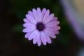 Blumen fotografieren - Lila Blume mit flachem Foklus