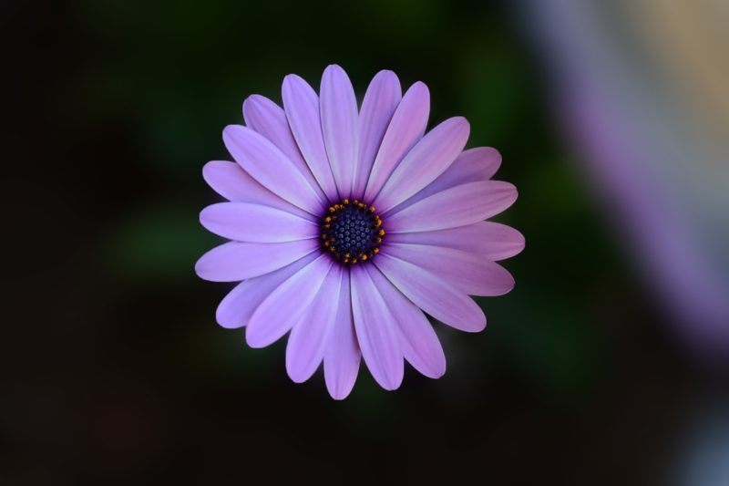 Lila Blume mit flachem Foklus