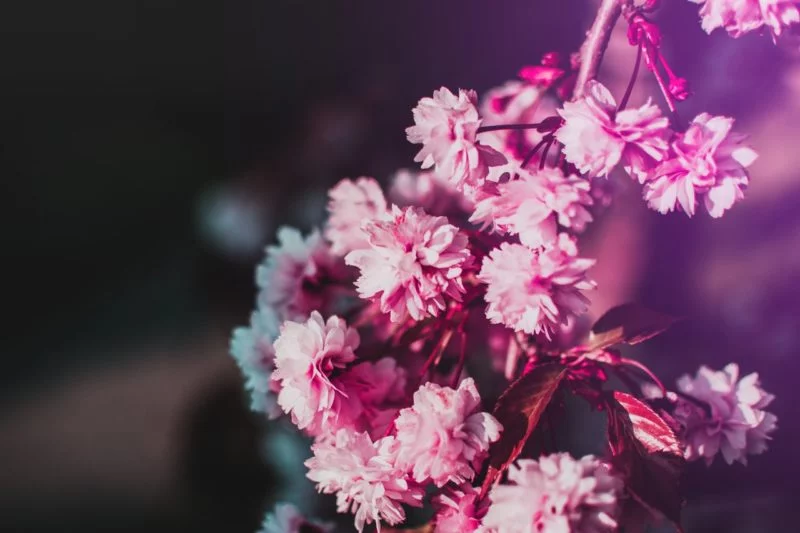 Blumen fotografieren mit Licht und Schatten