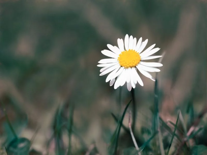 Blumen fotografieren mit Gefühl