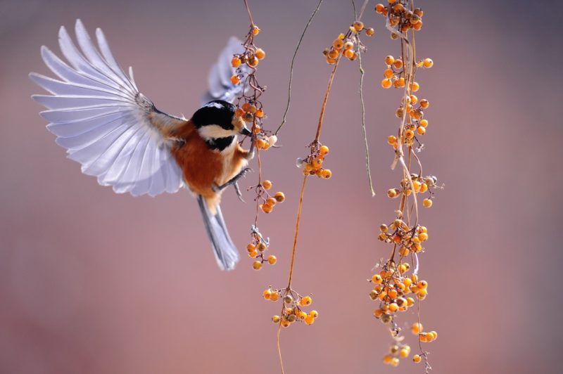 Fotografie Definition - Kolibri schwebt über oranger Frucht