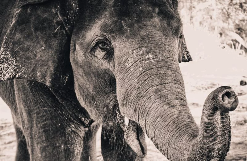 Schwarz-Weiss Fotografie | Der komplette Leitfaden 4 Monochrom Elefant