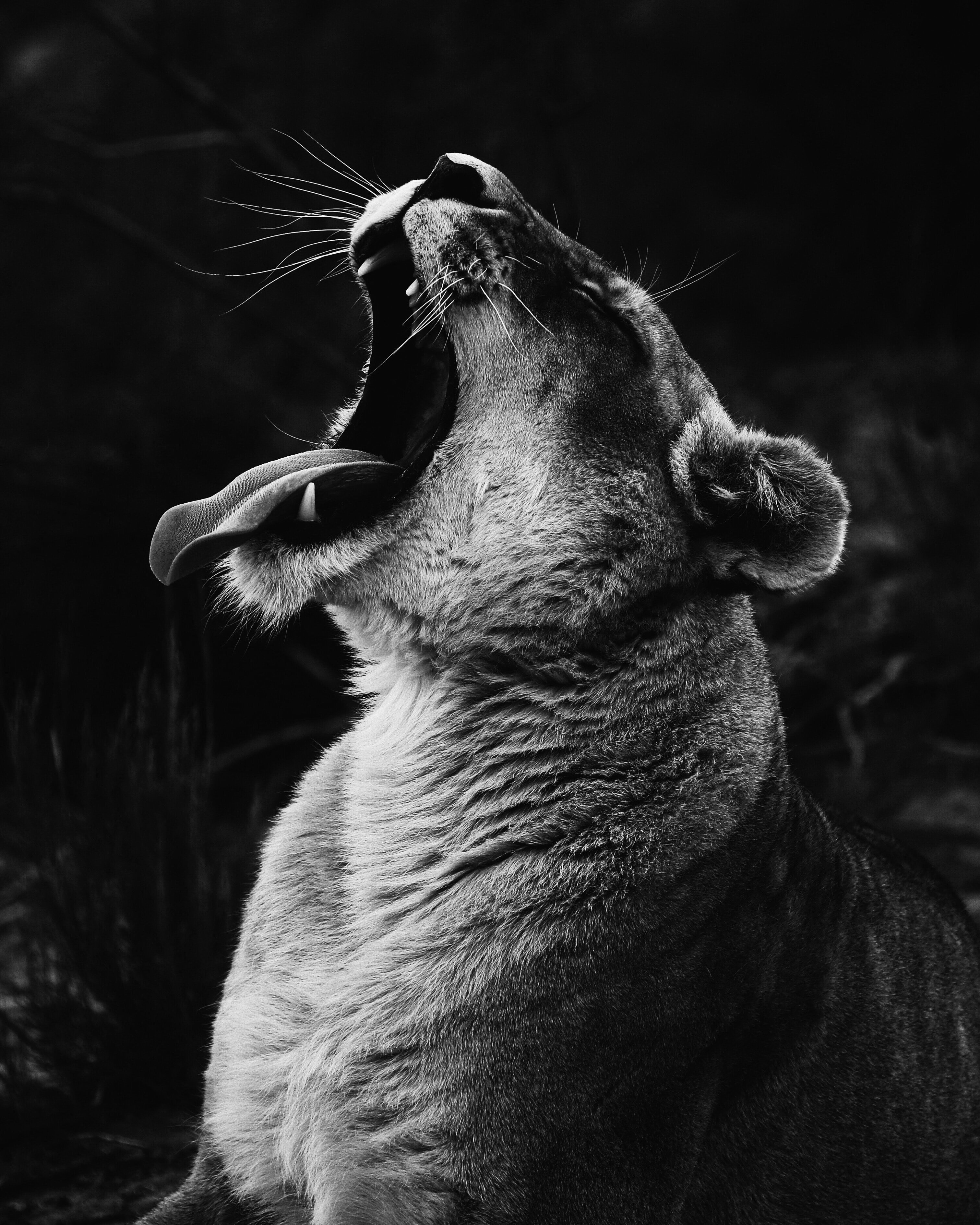 36++ Schwarz weiss bilder tiere , SchwarzWeiss Fotografie Der komplette Leitfaden