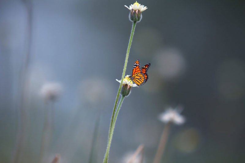 Ein Schmetterling. Negativer Raum.