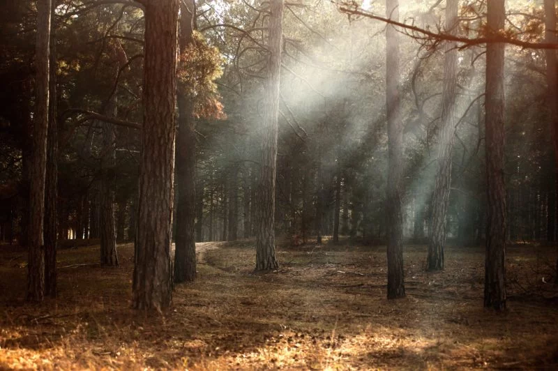 Lichteinfall in einen Wald in der freien Natur