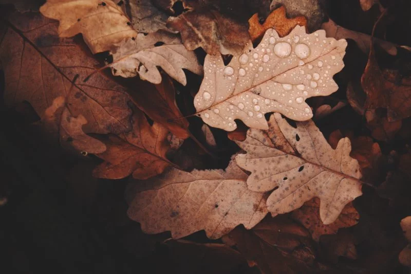 Nahaufnahme von Herbstblättern