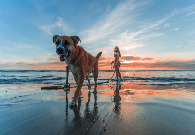 Hund und Frau am Strand Tipp: Foto Perspektive