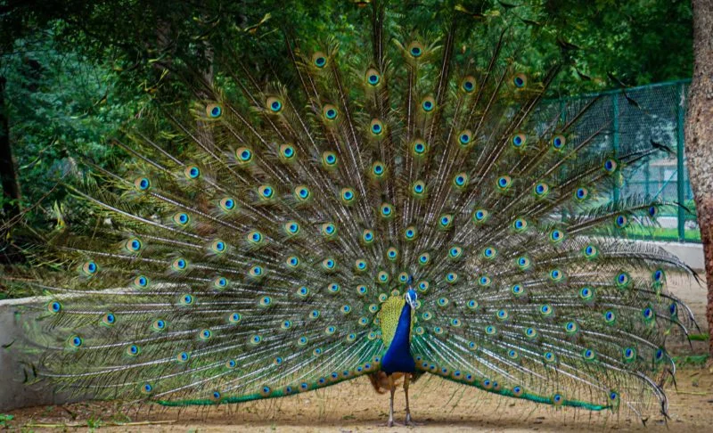 vogel fotografie pfau