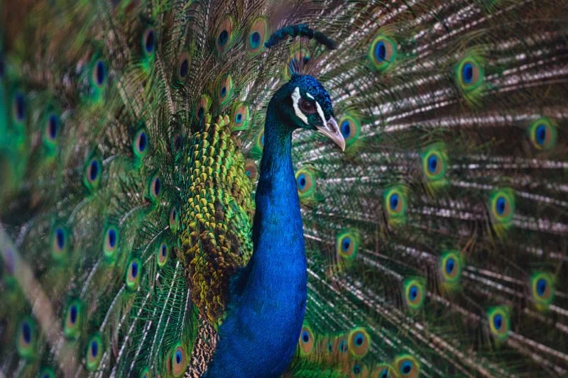 vogel fotogarfie pfau seitliche perspektive