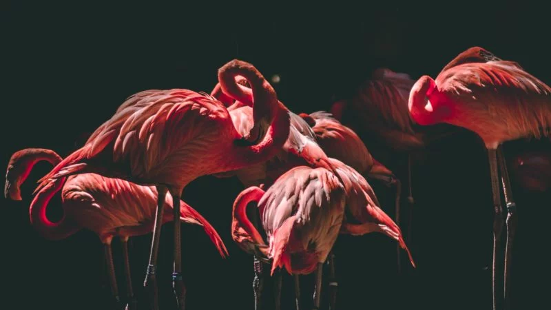 vogel fotografie flamingos im dunkeln