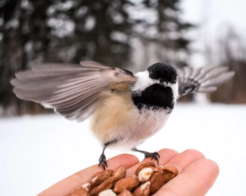 vogel fotografie von einem vogel auf der hand mit futter